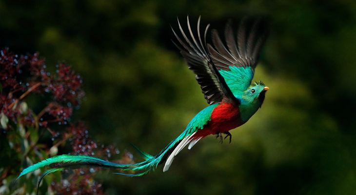Quetzal in natuurreservaat Biotopo del Quetzal, Guatemala