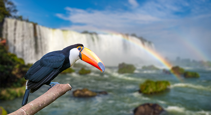 Toucan Iguaza watervallen