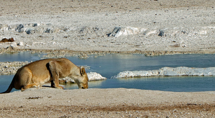 drinkende leeuw in namibie