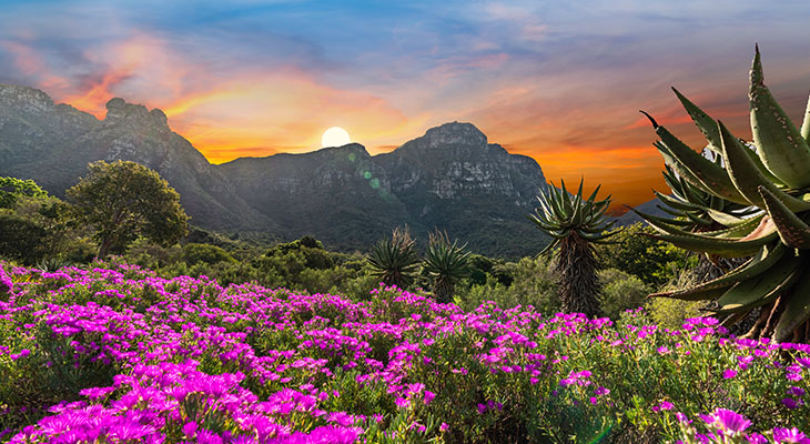 Bloemen in Kirstenbosch