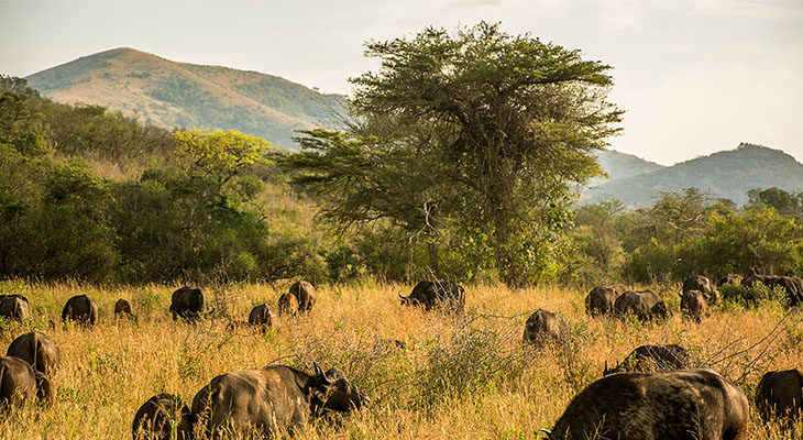 Gnoes in Hluhluwe Umfolozi nationaal park