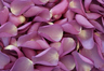 Gefriergetrocknete Rosenblätter Violett