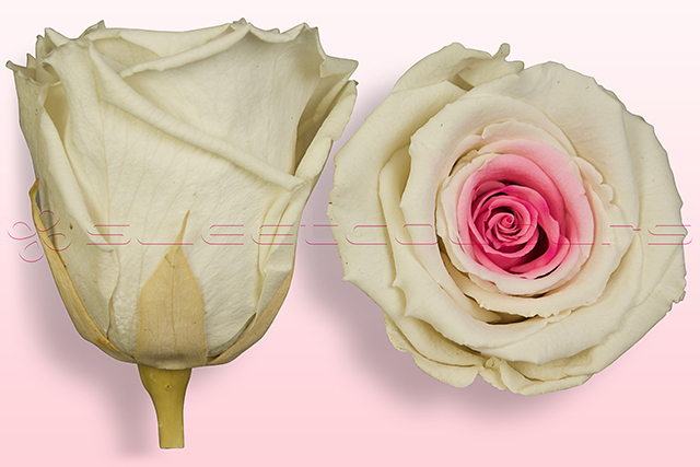 Rose stabilizzate Bianco-rosa