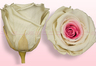 Konservierte Rosen Weiß-Rosa