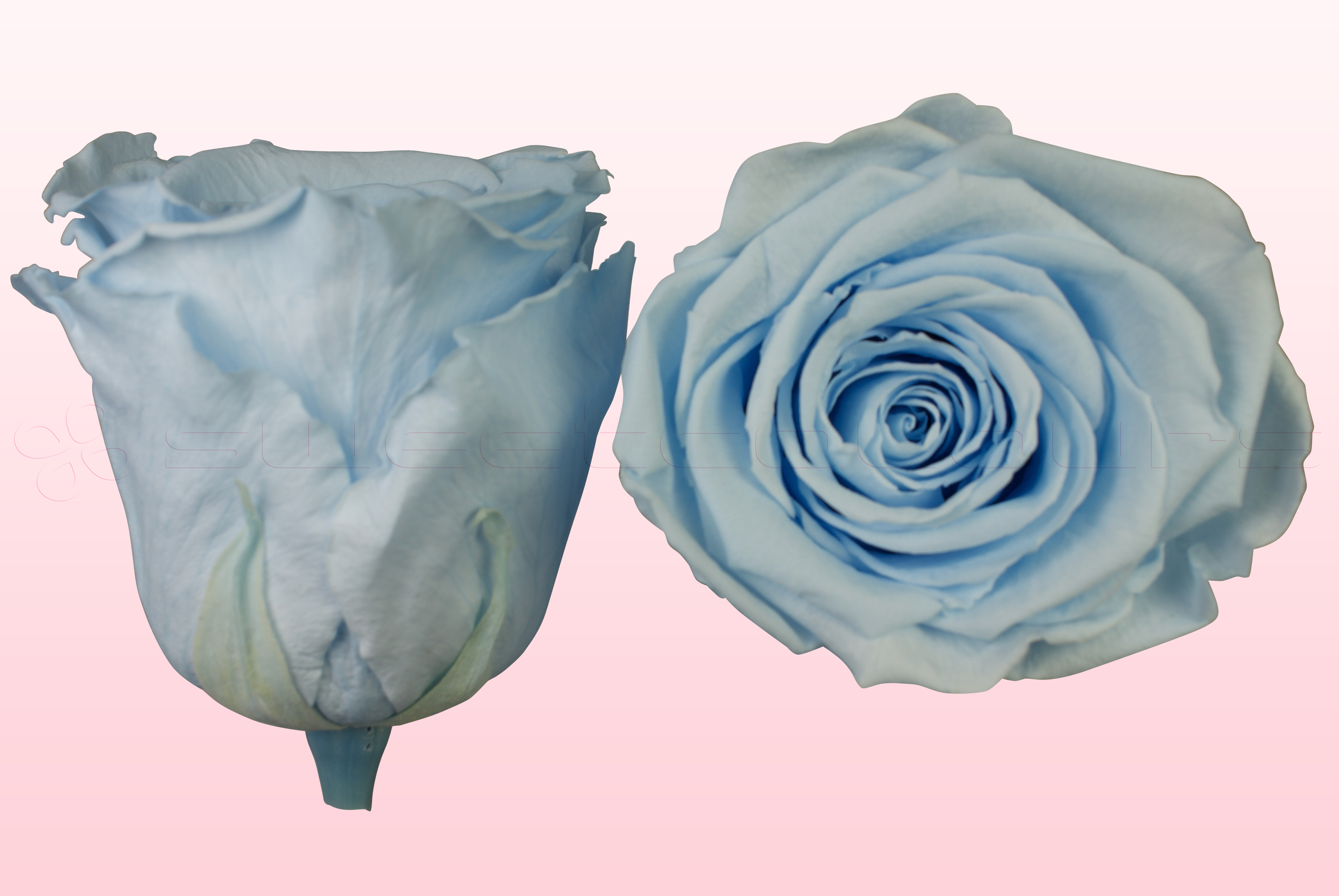 Roses conservées Bleu clair