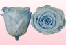 Rosas preservadas Azul claro