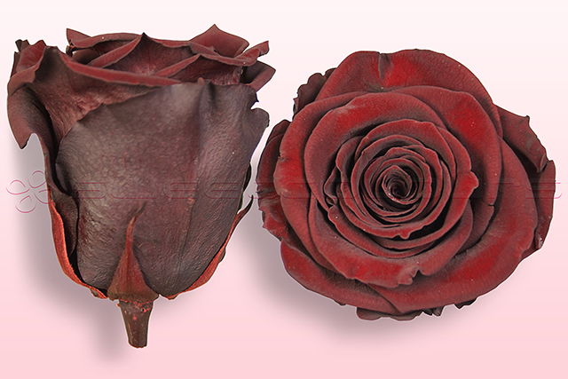 Preserved roses Dark brown