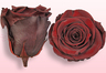 Geconserveerde rozen Donkerbruin