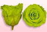 Rosas preservadas Verde claro