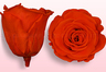 Konservierte Rosen Orange
