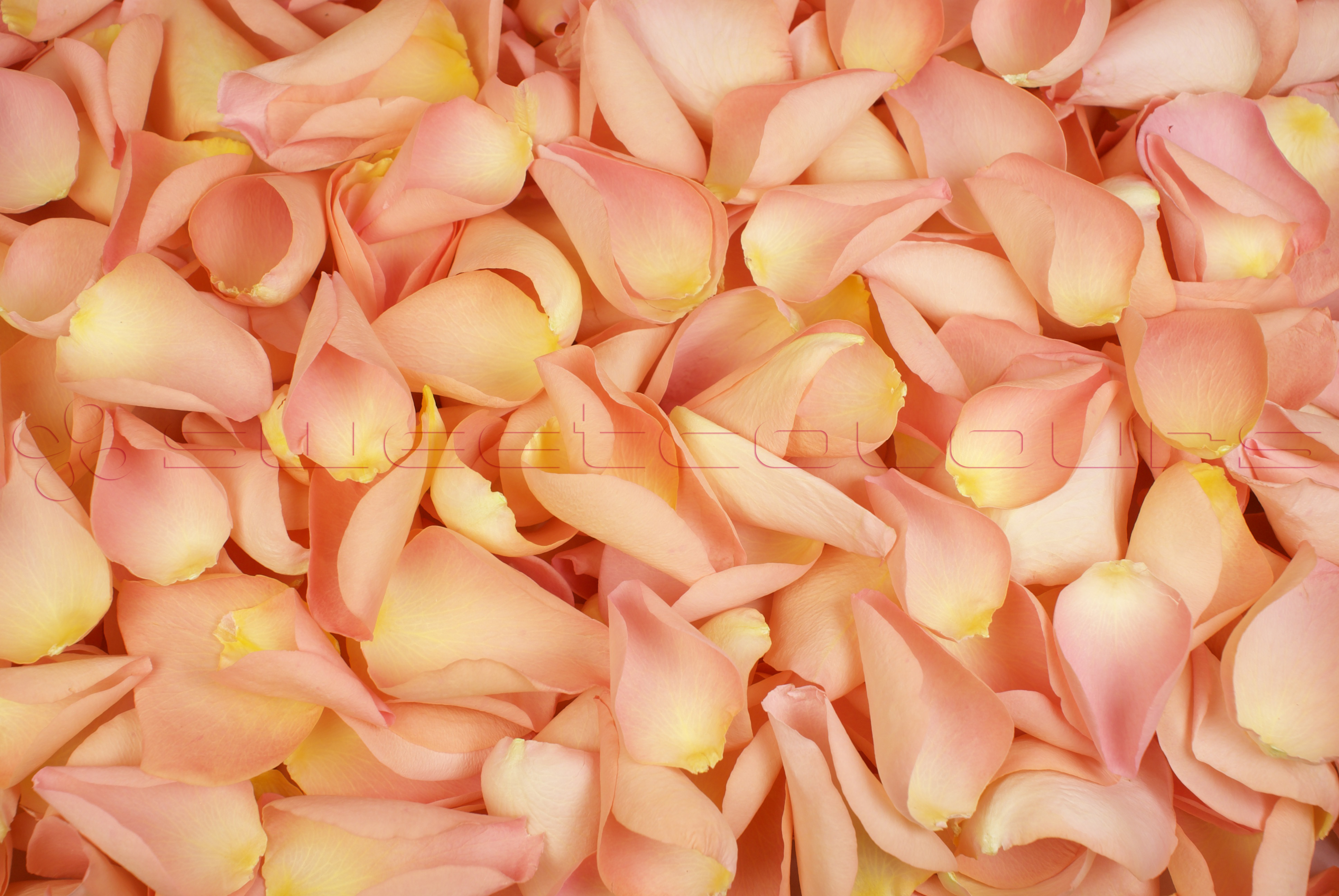Petalos de rosa liofilizados Durazno