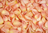 Gefriergetrocknete Rosenblätter Pfirsich