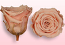 Konservierte Rosen Pfirsich