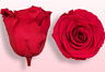 Roses conservées Cerise foncé
