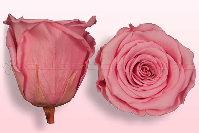 Preserved roses Light pink