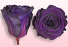 Konservierte Rosen Violett