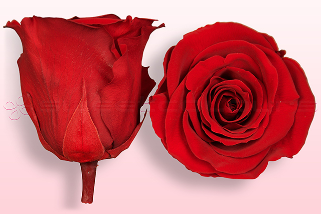6 Stück Rosenblüte konserviert 8-8,5 cm Durchmesser rot Rose Premium 