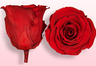 Roses conservées Rouge