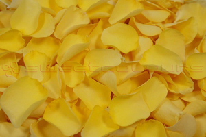 Petalos de Rosa Liofilizados de color Amarillo claro