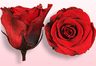 Konservierte Rosen Rot-Schwarz