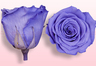 Roses conservées Lilas