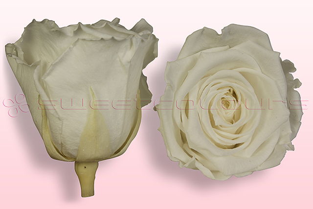 Geconserveerde rozen Wit
