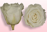 Preserved roses White