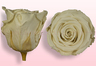 Rosas conservadas Branco pérola