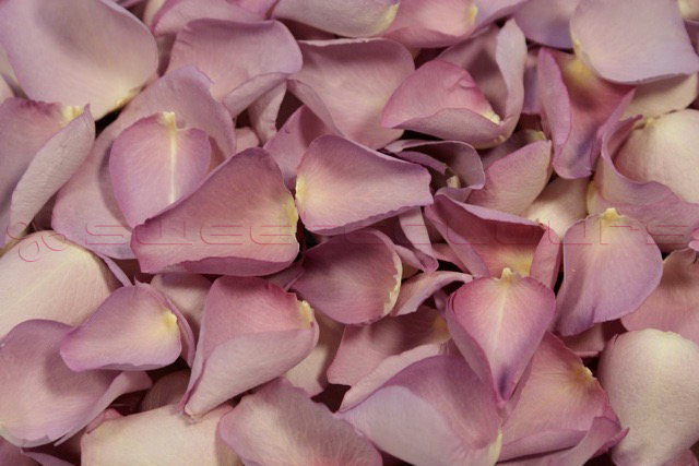 Gefriergetrocknete Rosenblätter Zart Lavendel