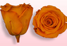Roses conservées Jaune foncé