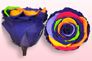 Product box rose amor  preserved roses  rainbow