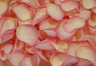 Petali di rosa liofillizzati di colore rosa antico.