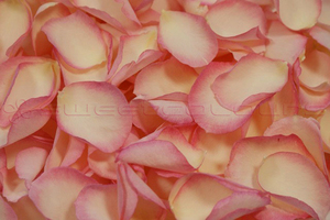 Petali di rosa liofillizzati di colore rosa antico.
