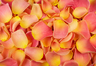 Gefriergetrocknete Rosenblätter Rosa & Pfirsich