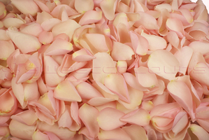 Frystorkade rosenblad Elegantrosa