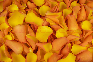 Freeze dried rose petals Golden yellow