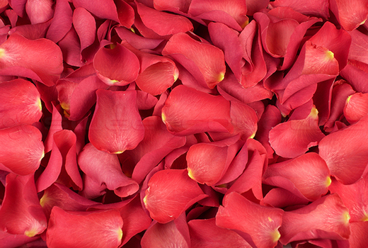 Freeze dried rose petals Coral