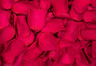 Pétales de roses conservés Cerise foncé