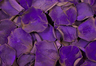 Konserverade rosenblad Violett