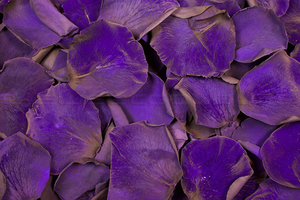 Product box preserved rose petals  purple