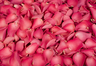 Frysetørrede rosenblade Dyb rosa