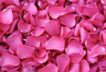 Petali di rosa liofillizzati di colore Rosa profondo