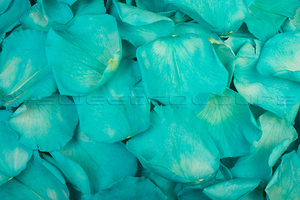 Preserved rose petals Turquoise