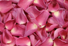 Frystorkade rosenblad Mörkrosa