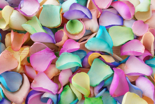 Freeze Dried Rose Petals Rainbow