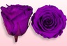 Roses conservées Violet
