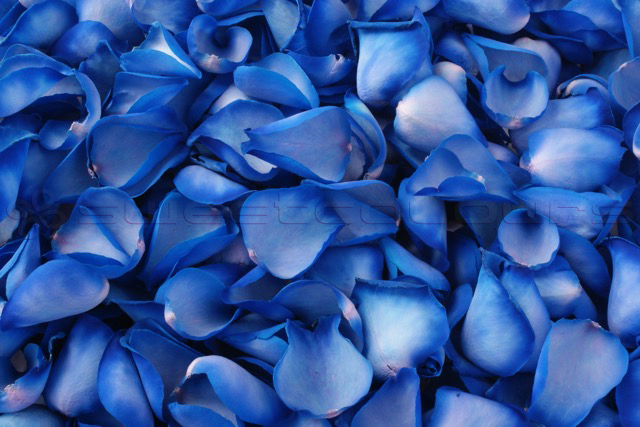 Gefriergetrocknete Rosenblätter Sky Blue