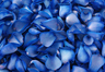 Pétales de Roses Lyophílíses Bleu