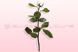 Preserved rose stem with leaves