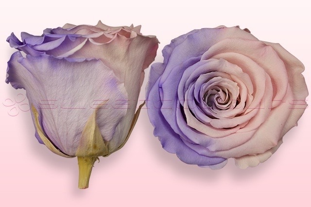 Rosas preservadas Rosa claro y lavanda